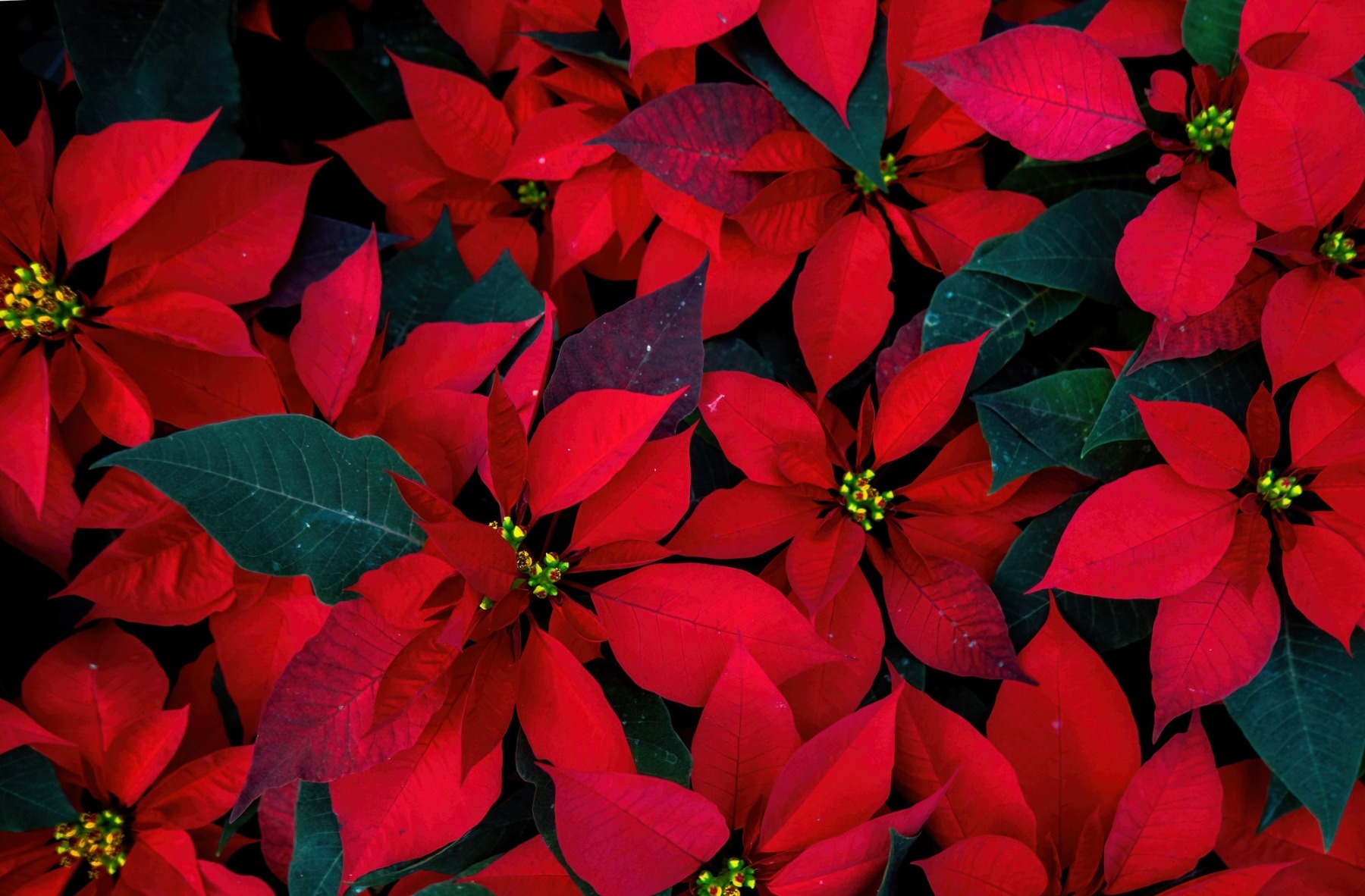 An arrangement of beautiful poinsettias - Red poinsettia or Christmas Star flower